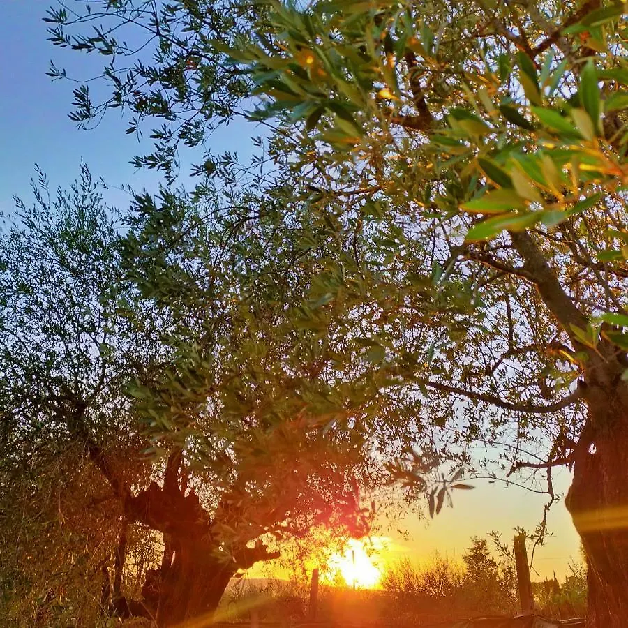 Agricamping Poggio Ai Pini Wine Camping Certaldo