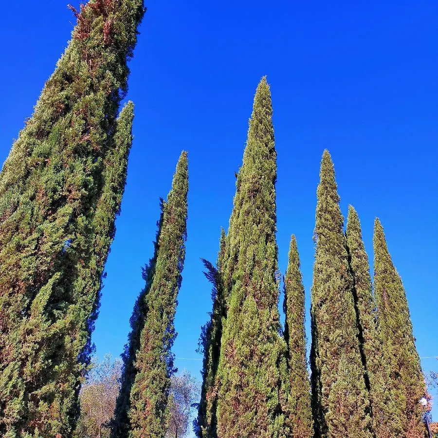 Agricamping Poggio Ai Pini Wine Camping 체르탈도 0*,  이탈리아